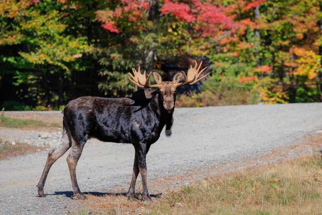 Bull moose taken in Millenoket, ME. Bull moose taken in Millenoket, ME.