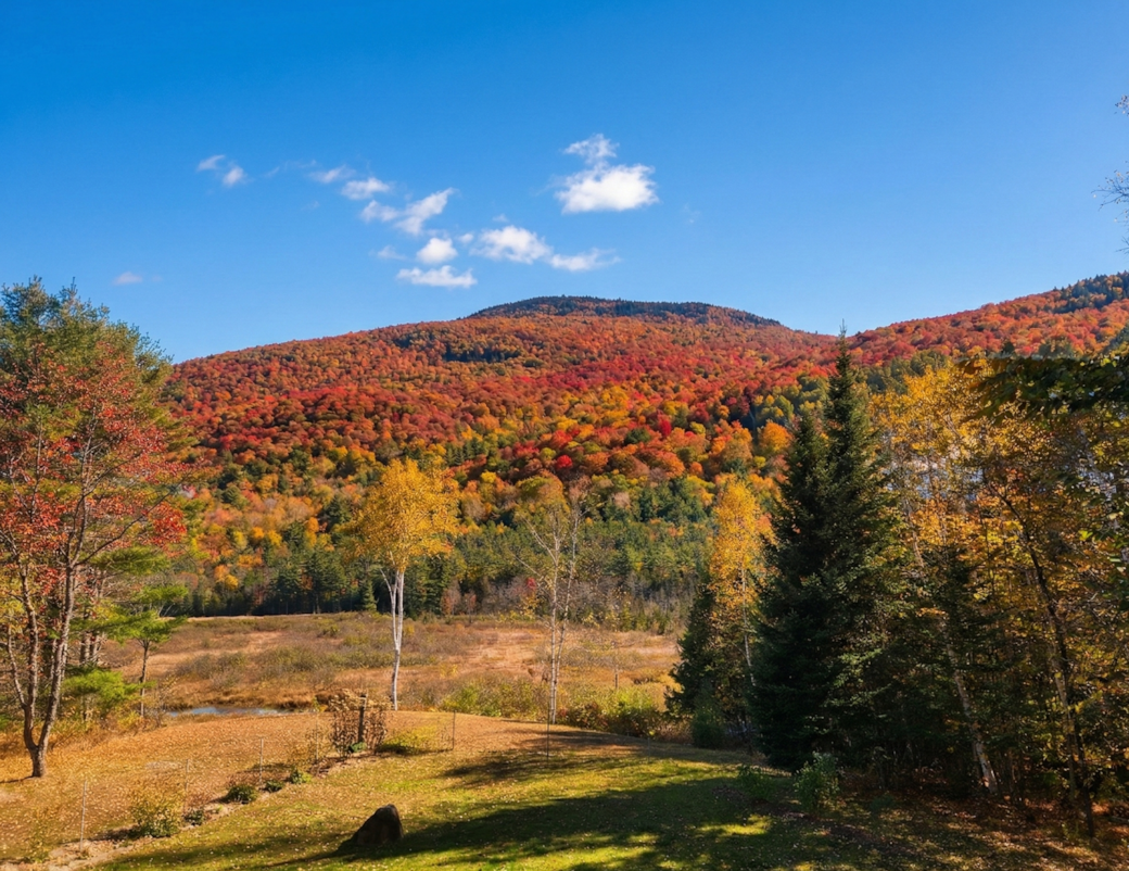Fall foliage