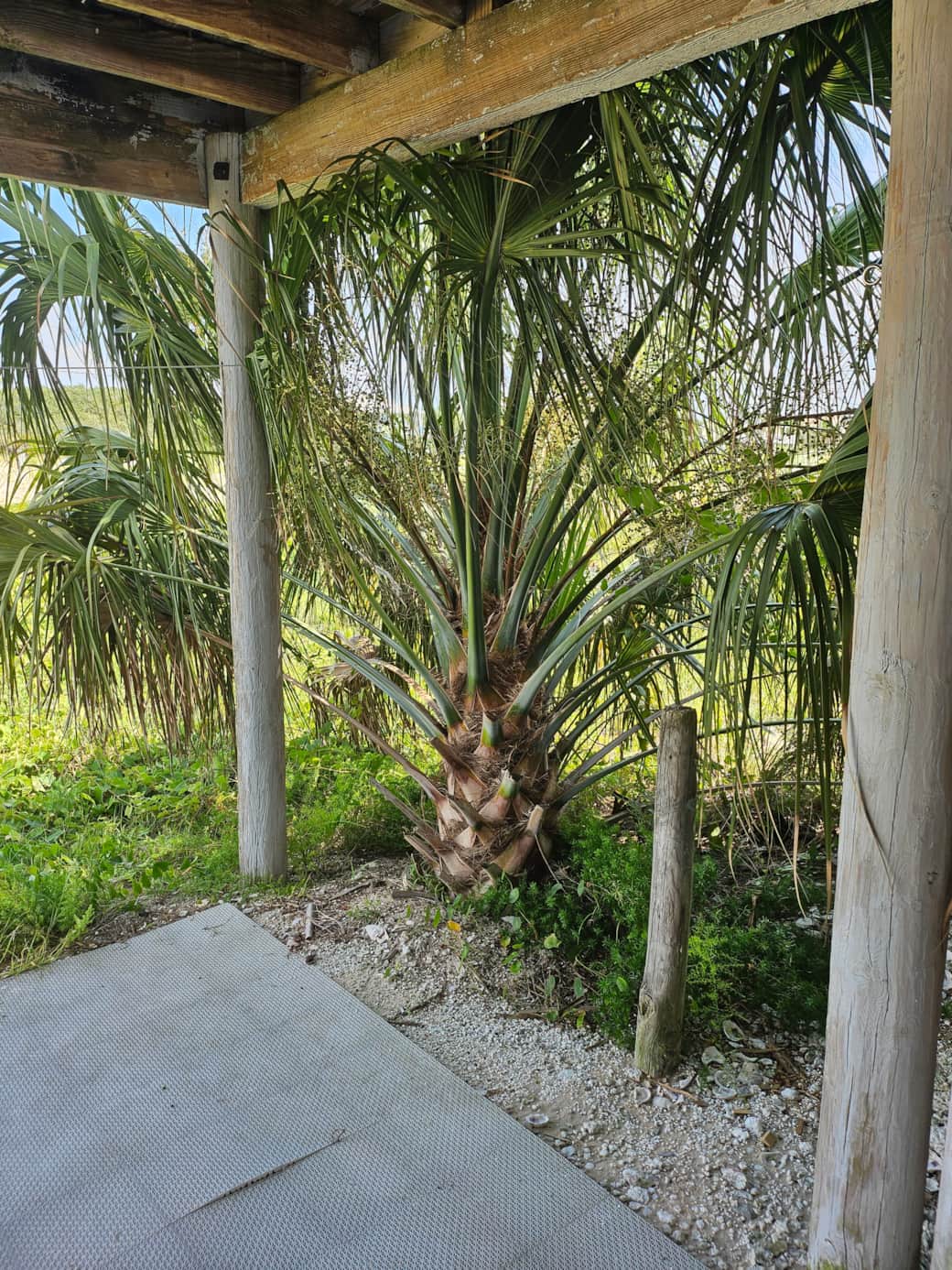 Palm Tree