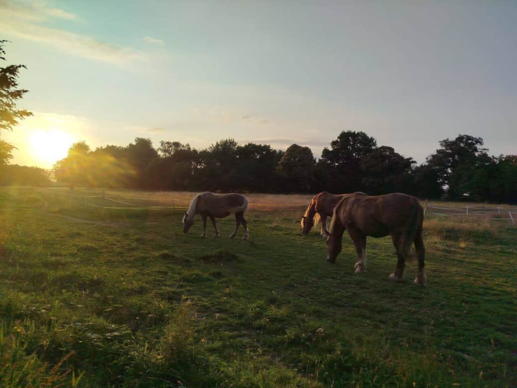 Coucher de soleil sur les prés – Sérénité garantie
