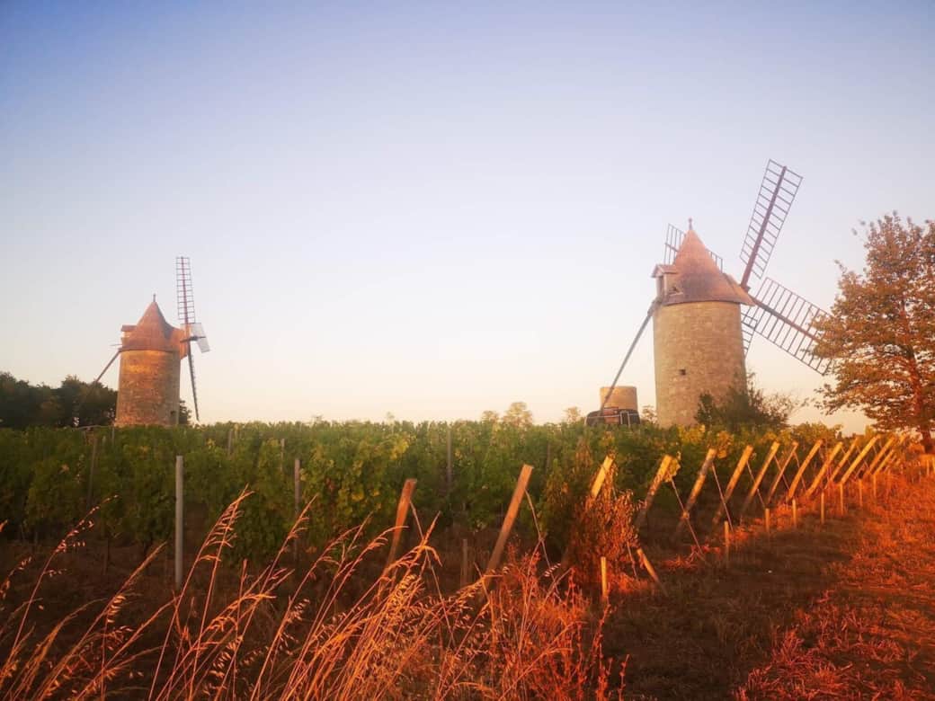 Les moulins à 5min à pieds, couleurs automnales des vignes 