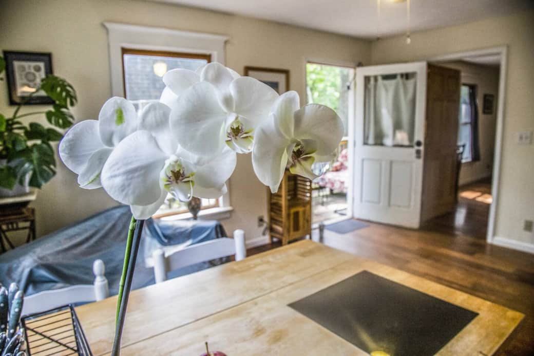 Orchid in Bloom - when available Orchid in Bloom - when available