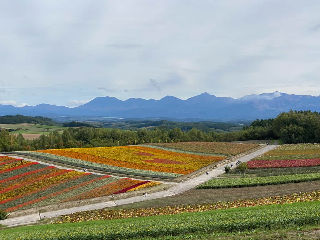 Summer flower fields with Daisetsuzan backdrop