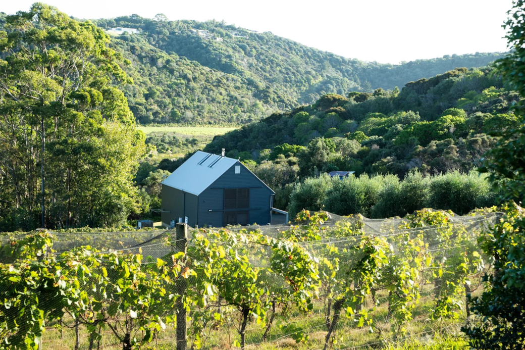 Overlooking the vines