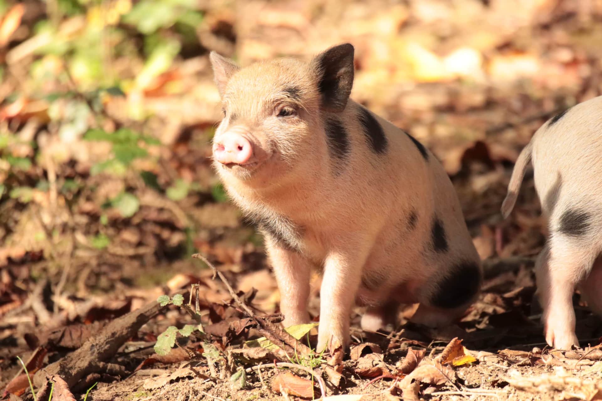 Un adorable porcelet tacheté à la Gourdinière