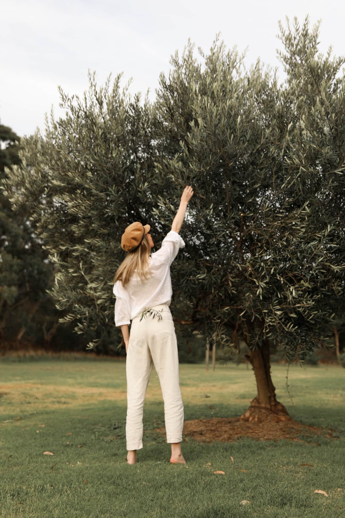 Picking Olives
