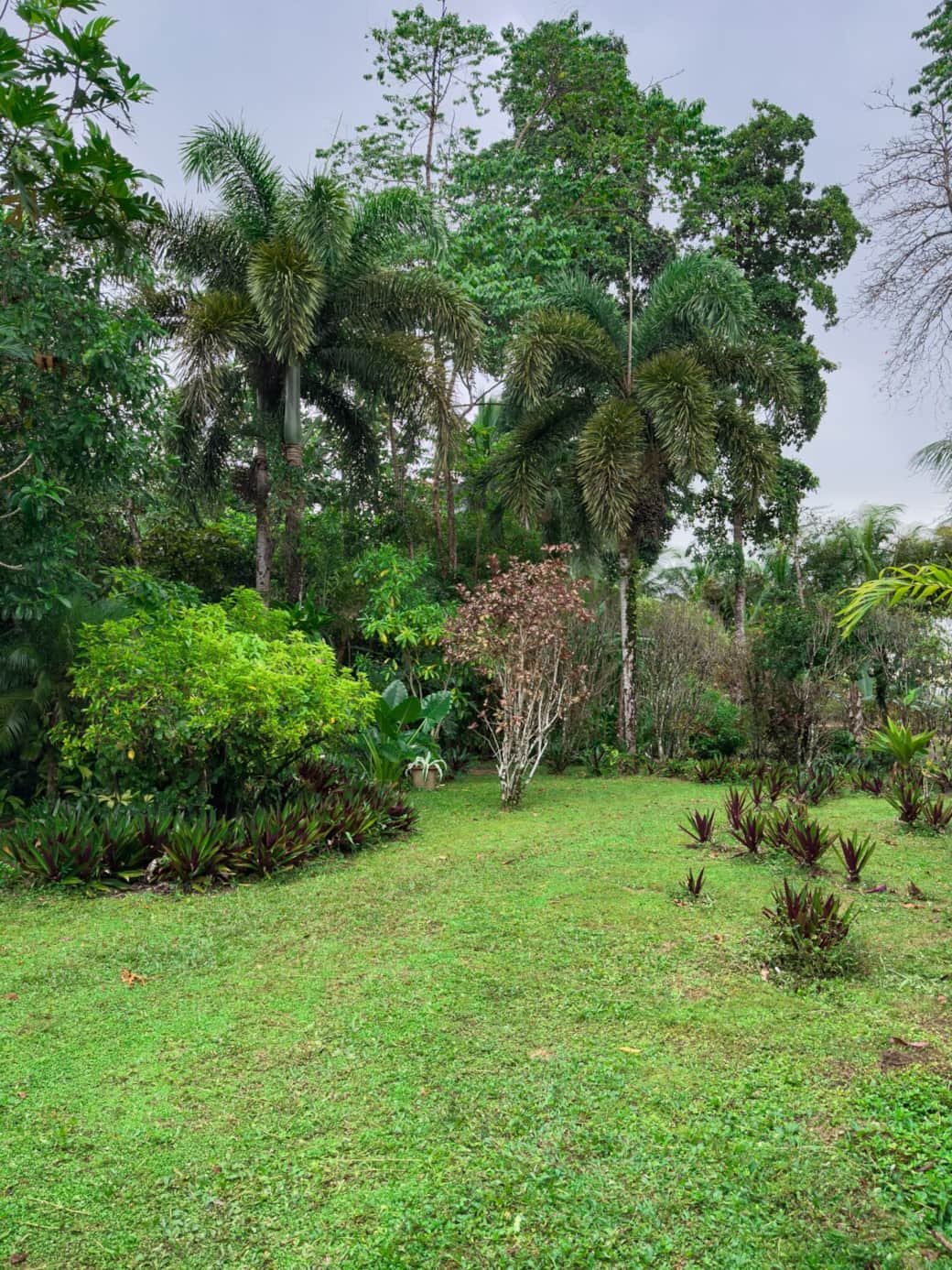 Expansive landscaped yard with native plants and jungle backdrop, offering room to relax, explore, and enjoy wildlife in a true Bluff Beach environment.
