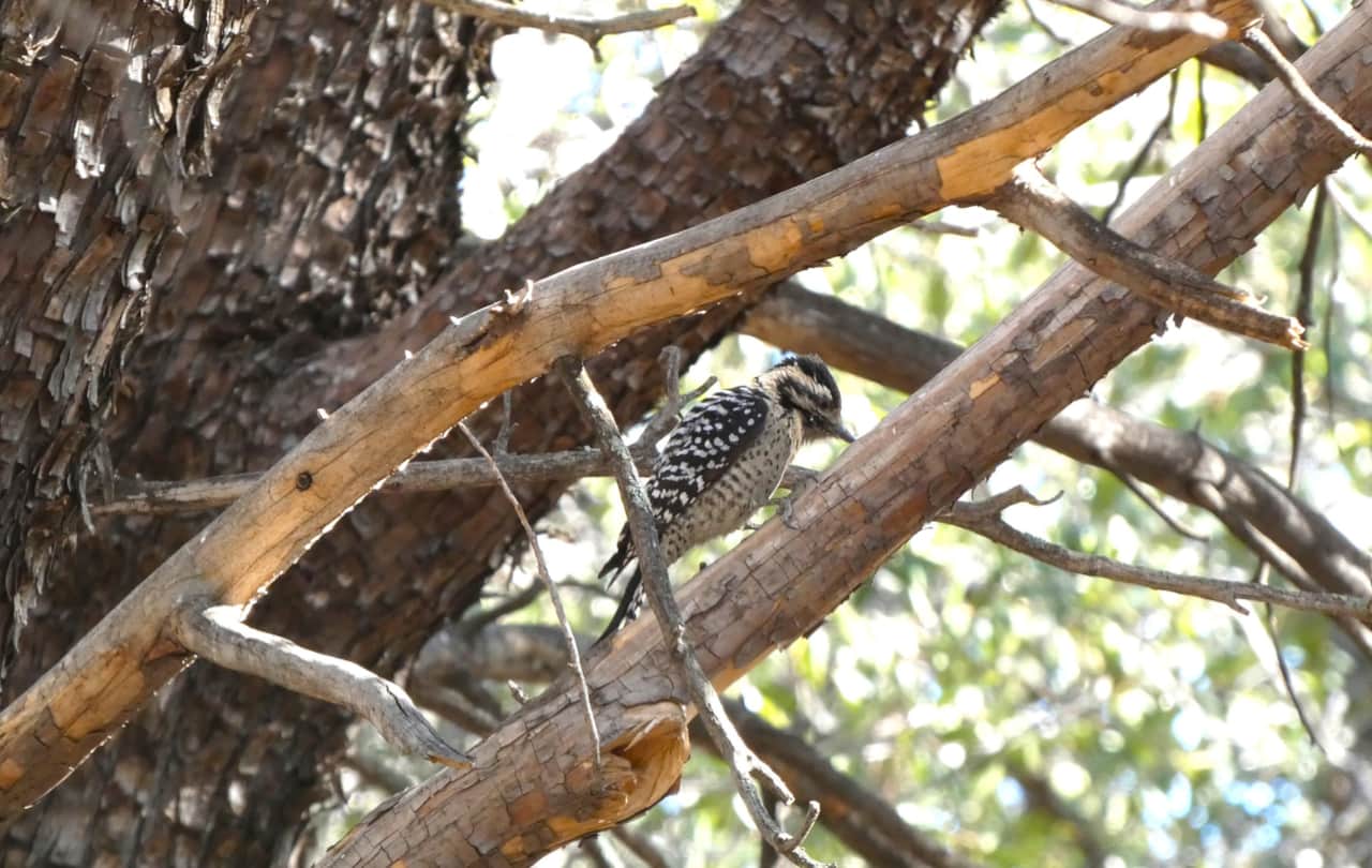  Female Ladder Backed Woodpecker