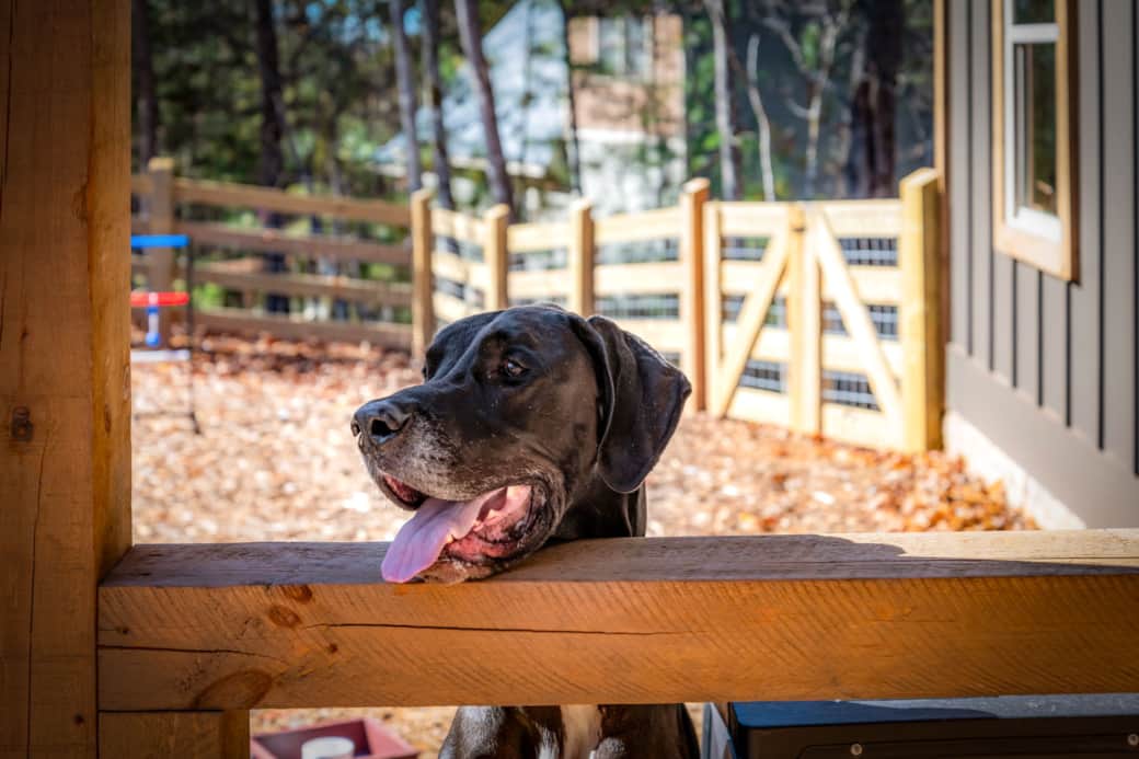 Fenced Yard: Dog Approved Fenced Yard: Dog Approved