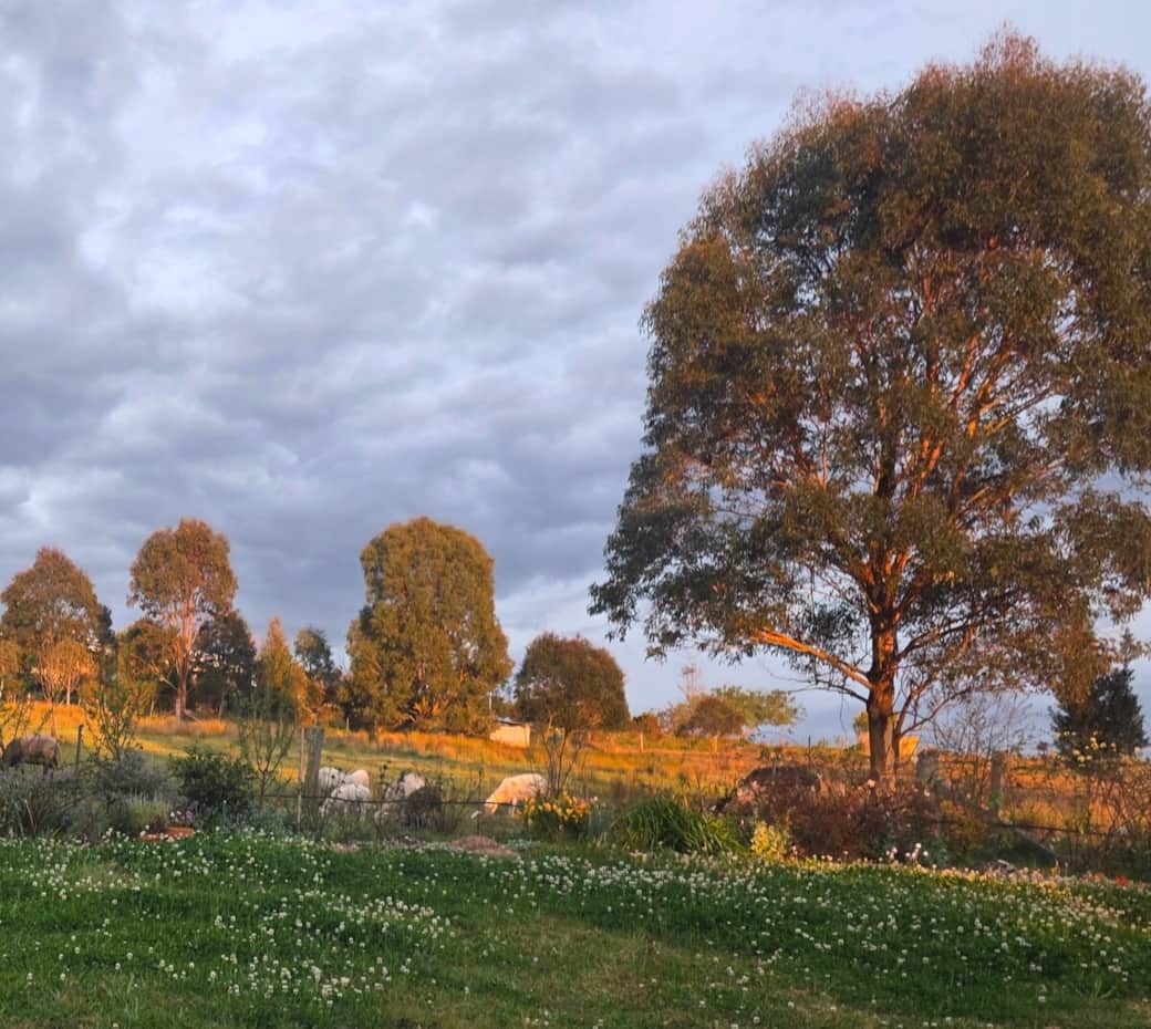 Sheep grazing in the neighbouring paddock, early morning sunlight. Sheep grazing in the neighbouring paddock, early morning sunlight.