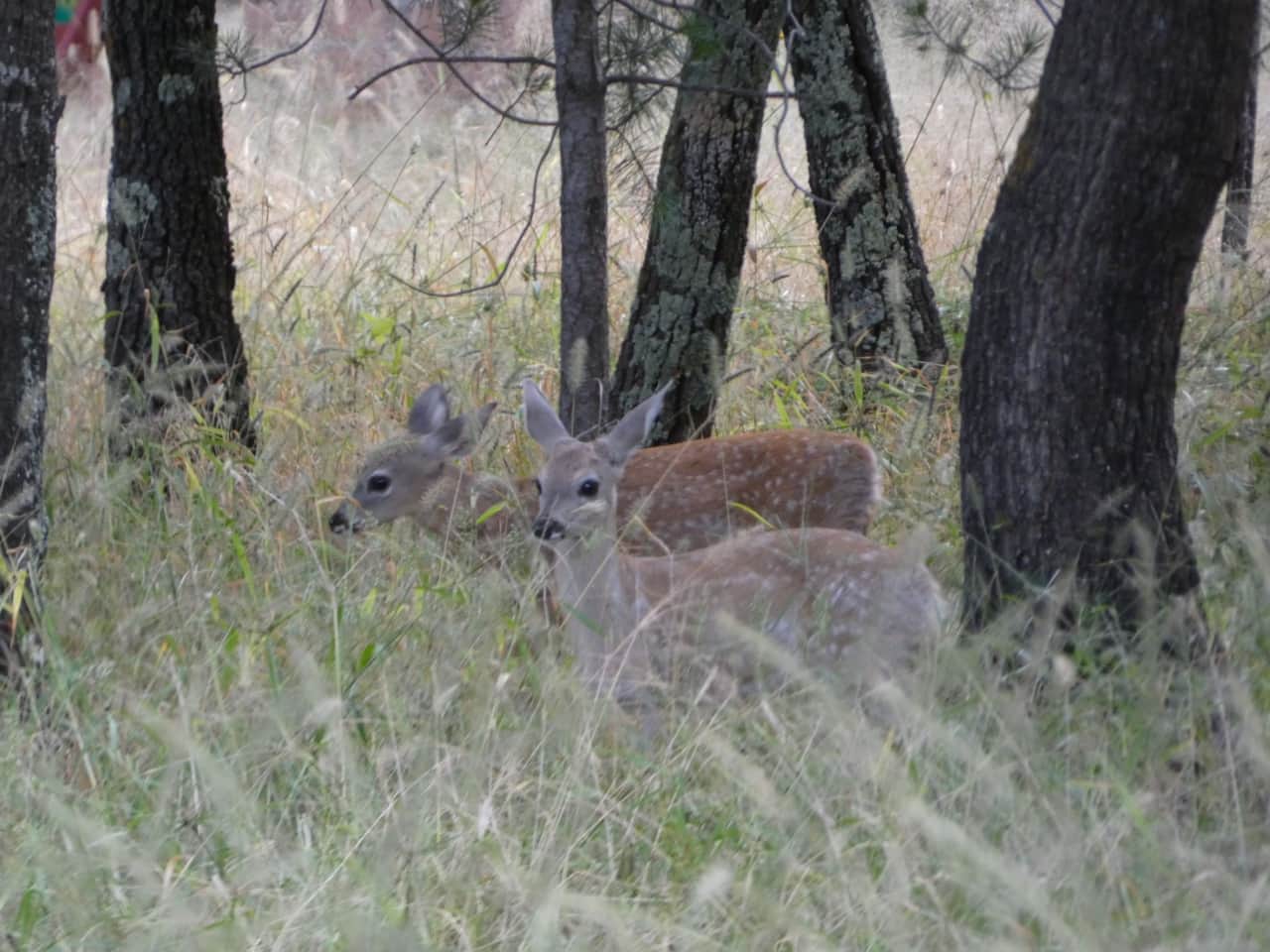 Fawn Twins