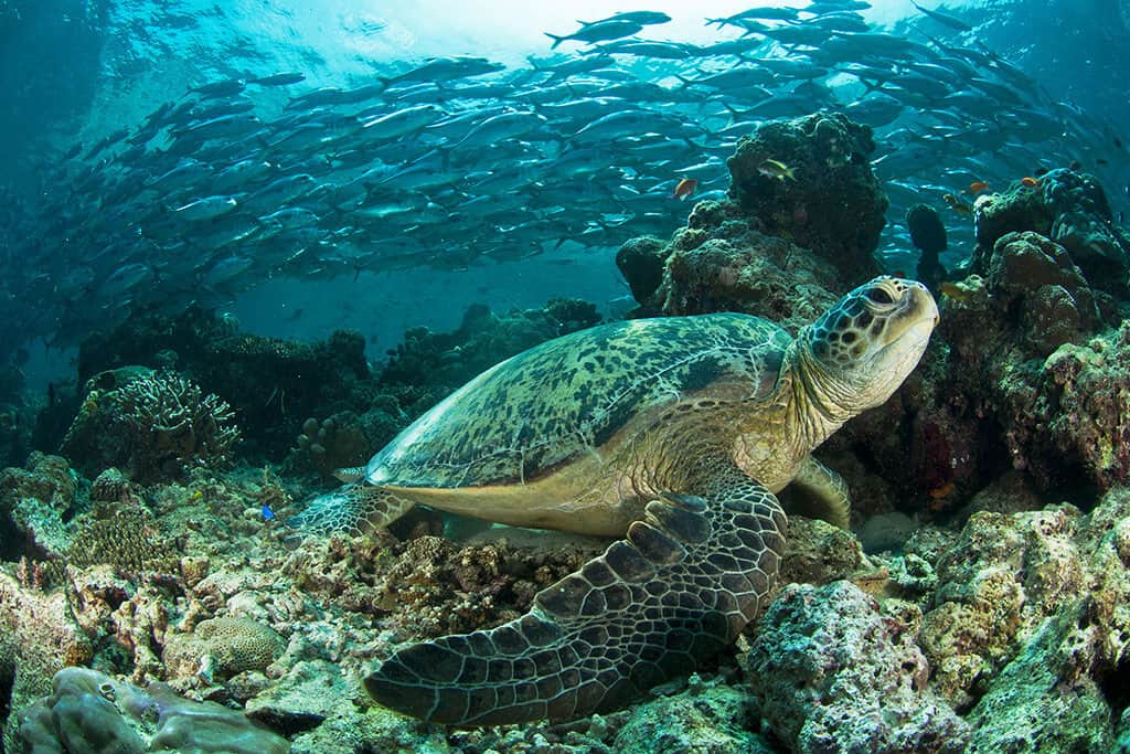 Snorkeling Tour Cano Island