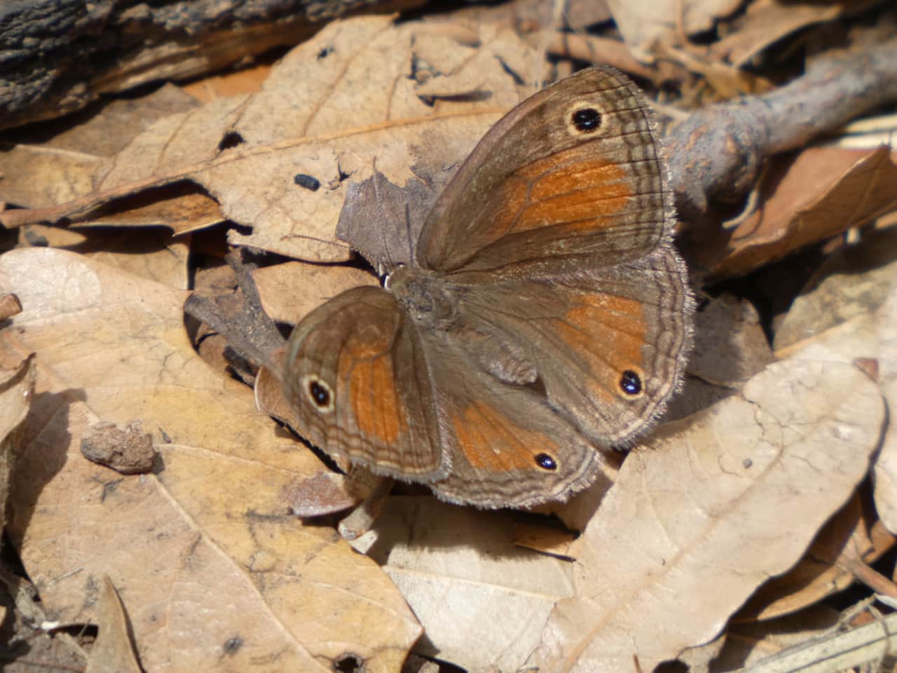Beautiful butterflies migrate through the canyon.