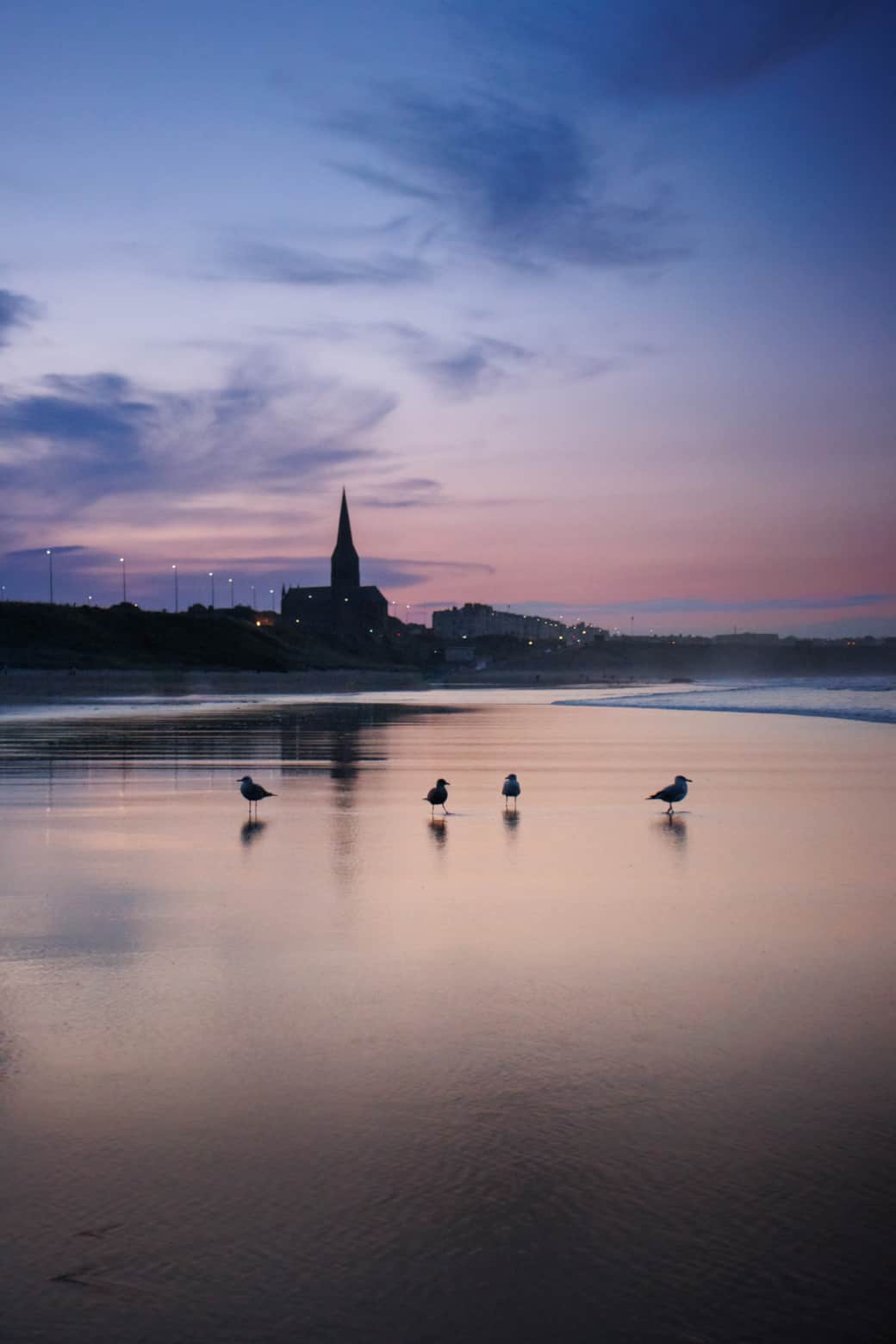 Seagulls at Sunset