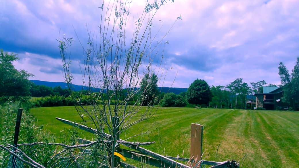 Flat open yard for any activity