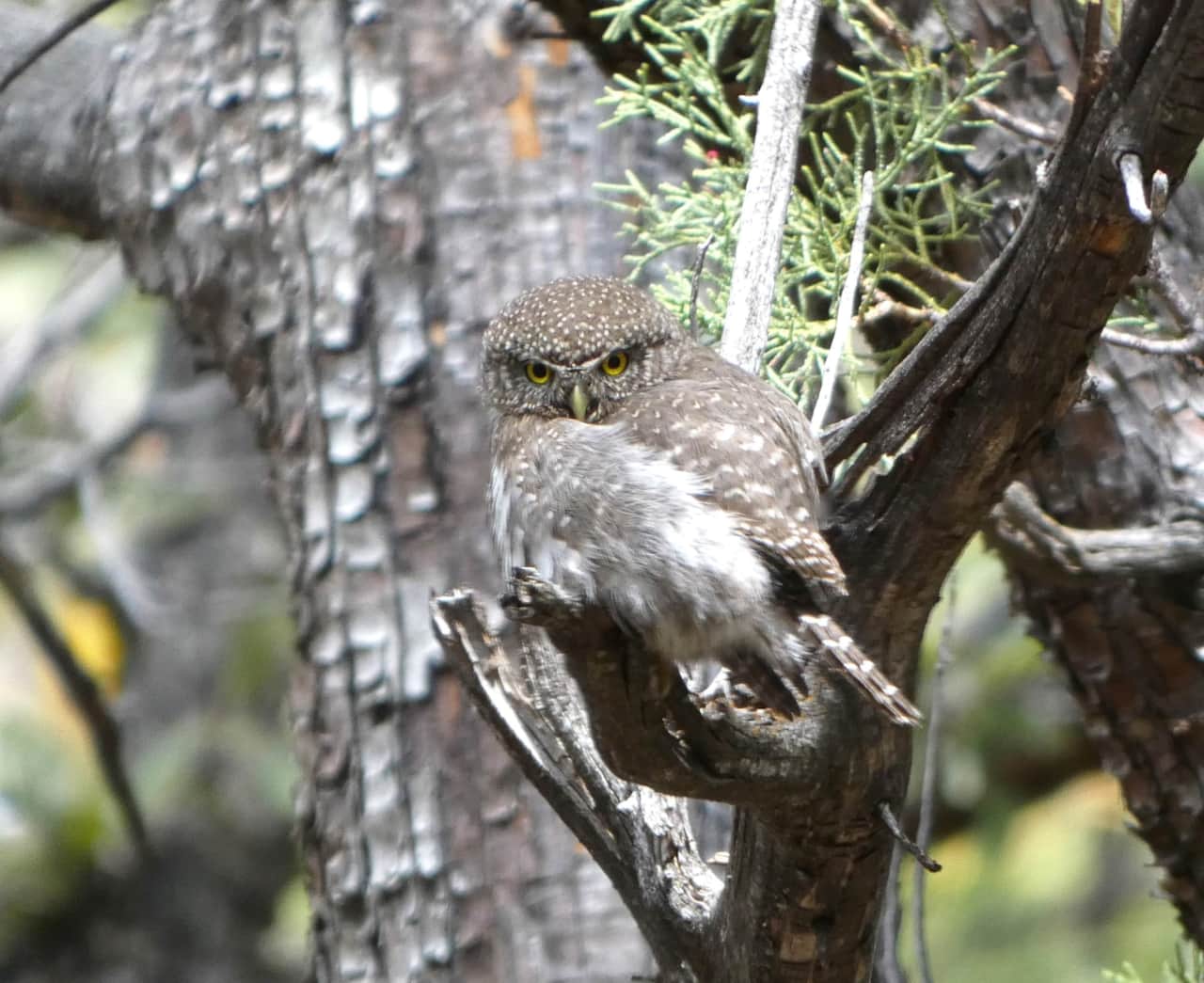 Northern Pygmy Owl