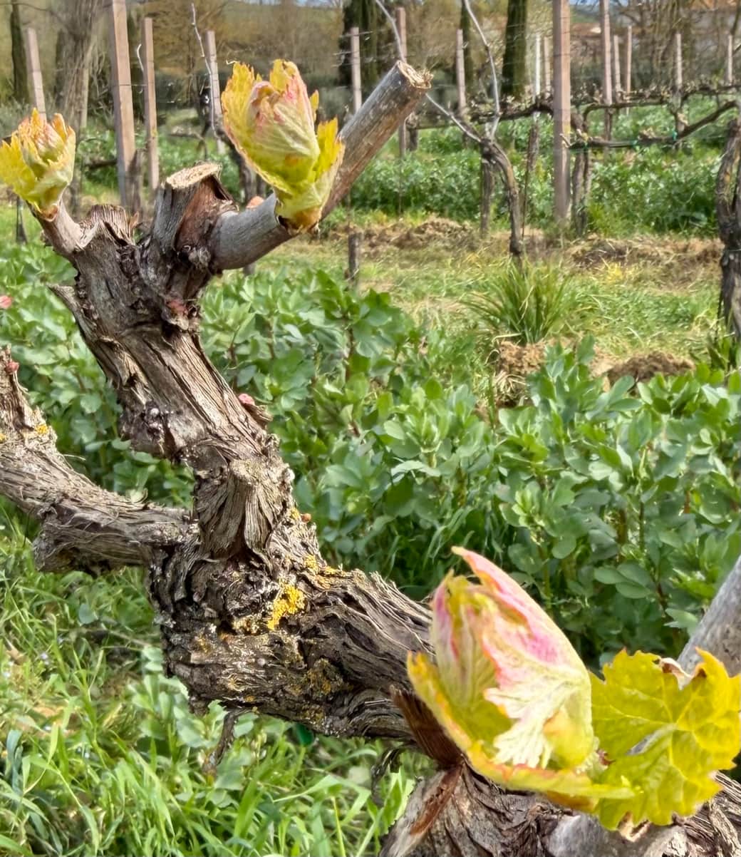 Vineyard