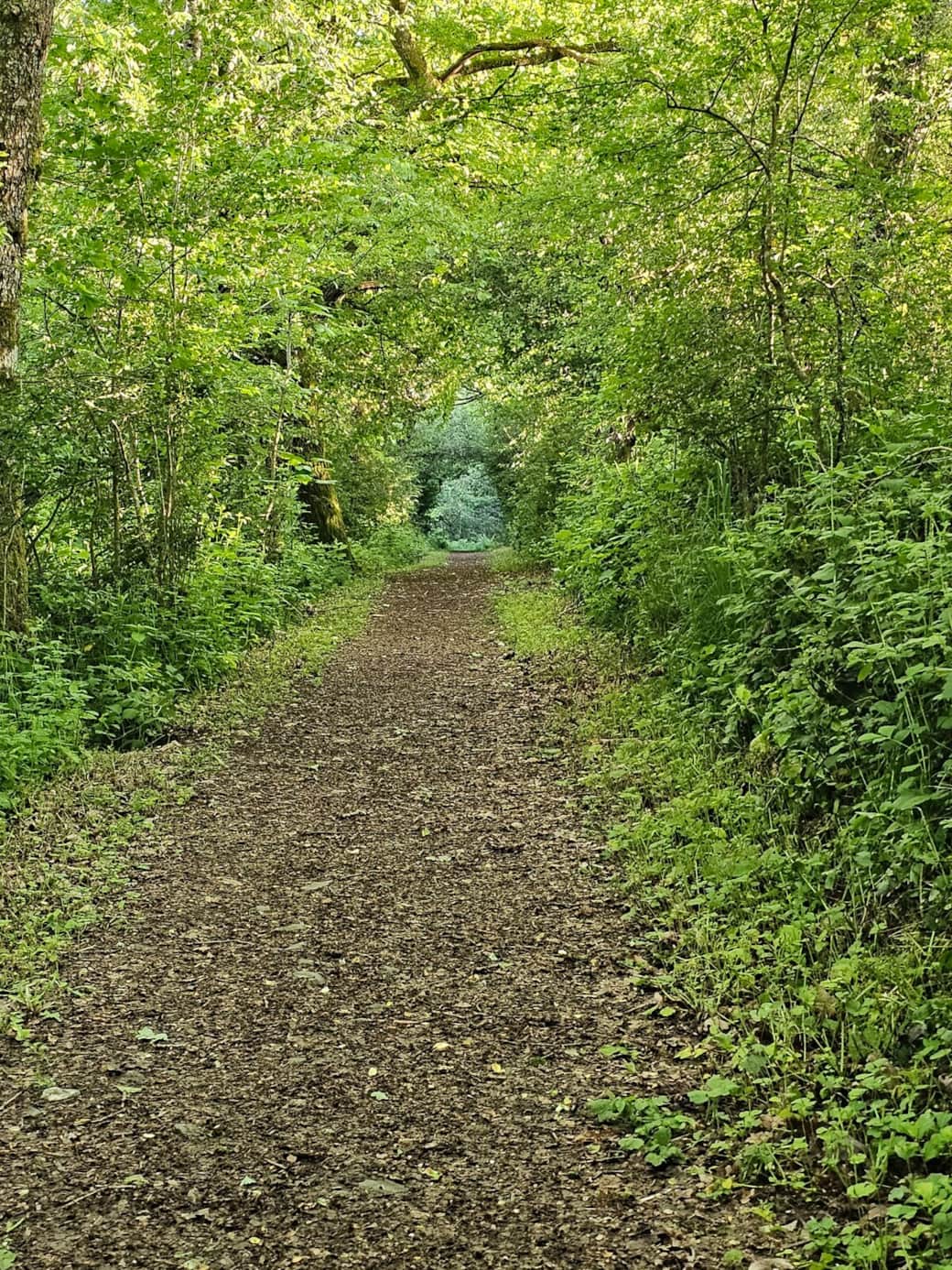 Traumschleife Gusterath