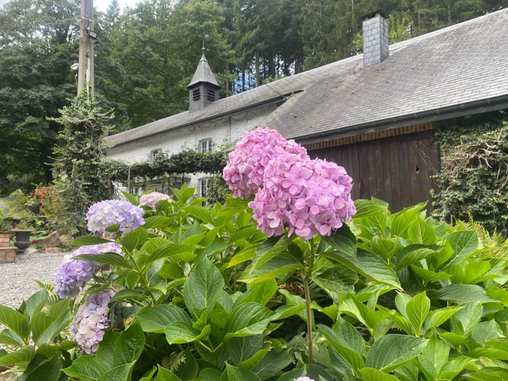Fleur de jardin