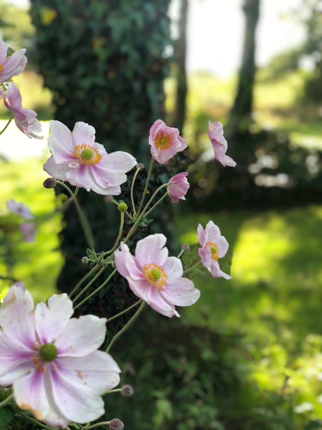 Beautiful flowers