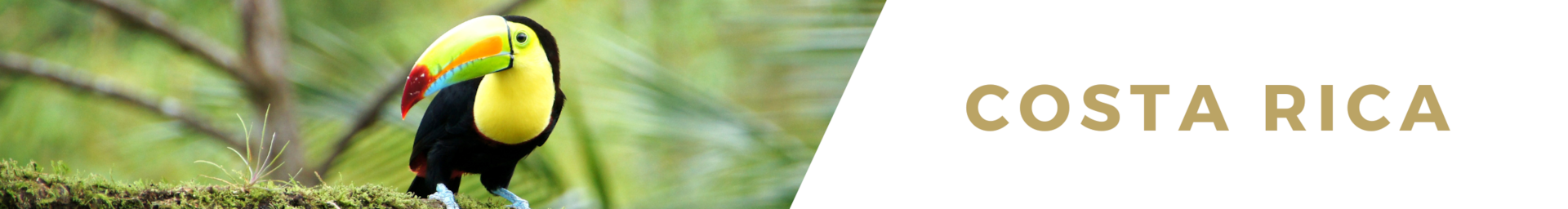 Luxury villa rentals in Costa Rica