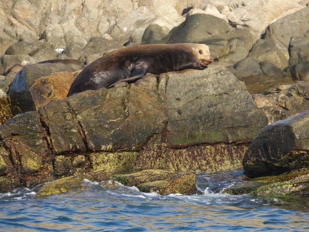 Sealions on Isla Ceralvo