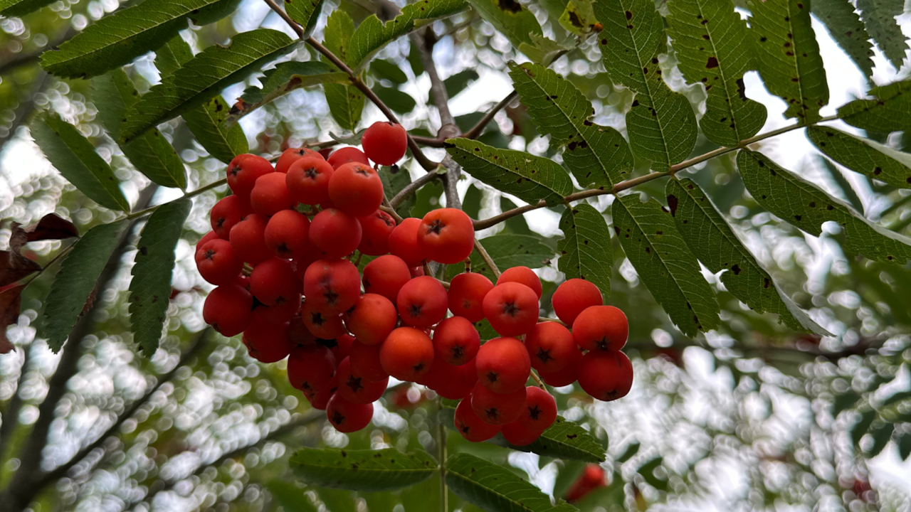 Frutti selvatici 