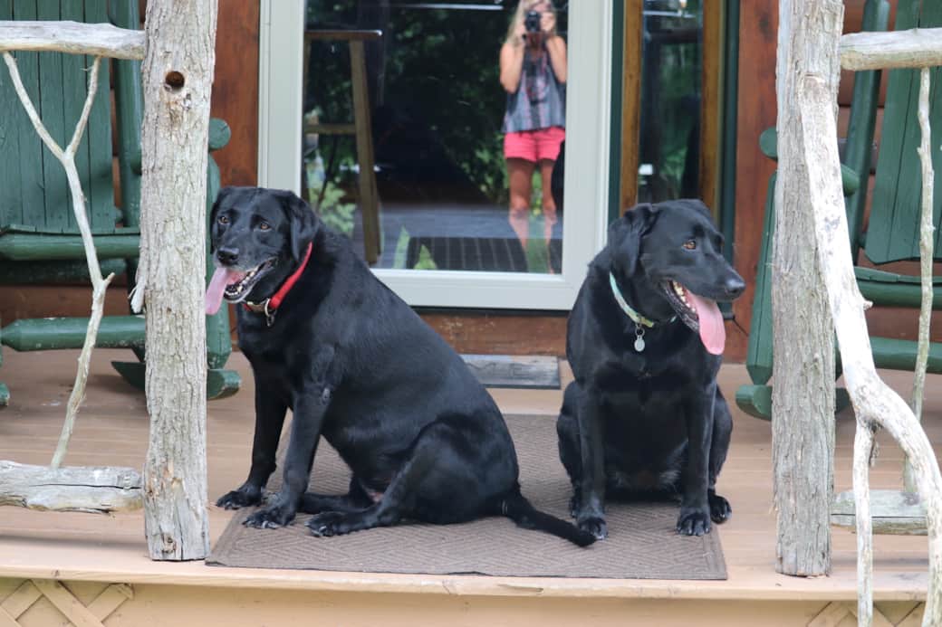 Pet friendly with plenty of open space!