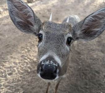 Coues Whitetail Deer Buck.  Deer and turkey are on the property daily for you to watch and enjoy.