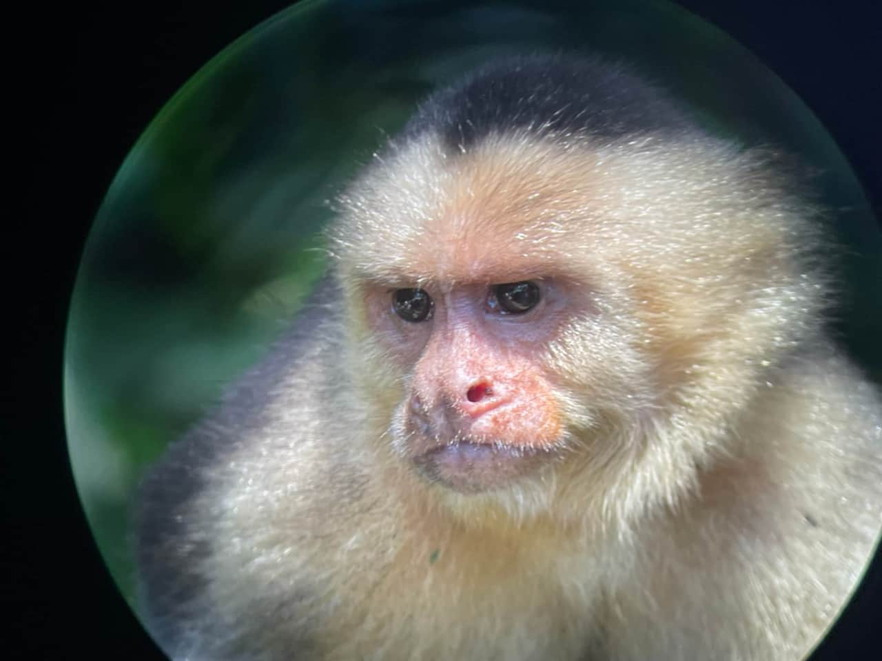 Manuel Antonio National Park