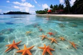 Starfish beach