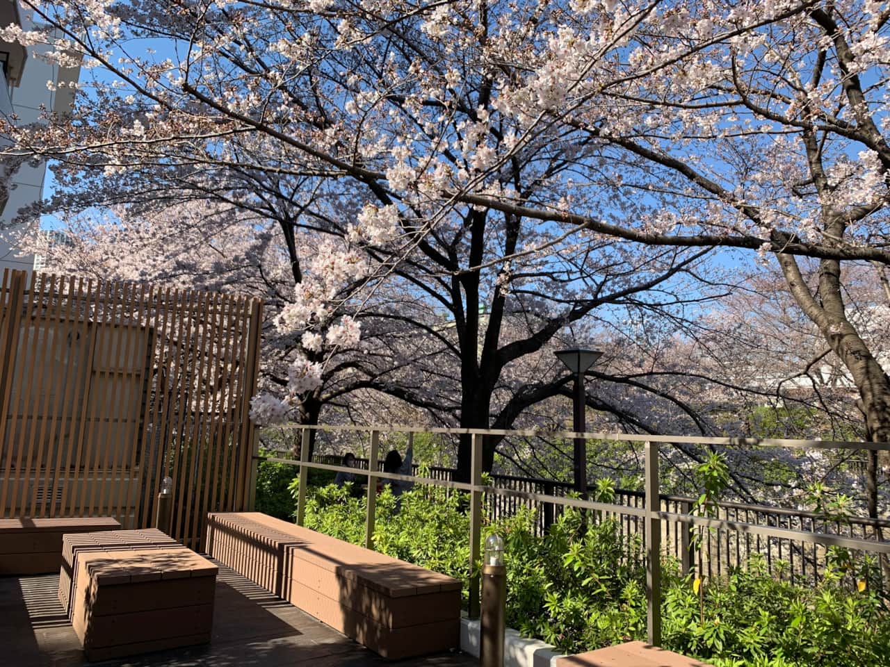 Relax riverside beneath blooming sakura—this serene terrace is a seasonal highlight just outside