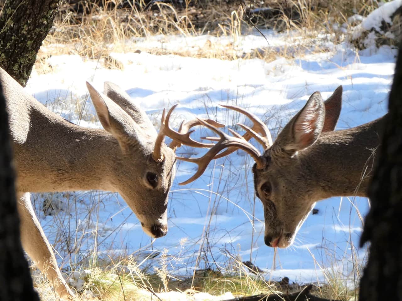 Buck Playing