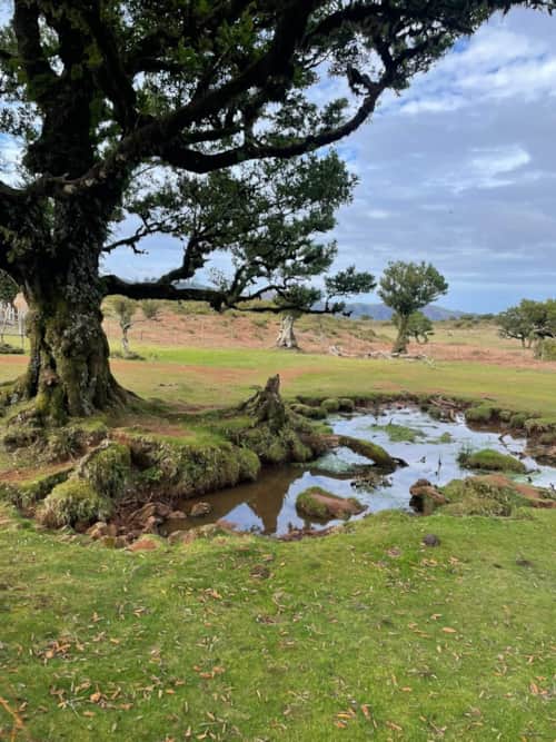 Nature and landscape of Madeira