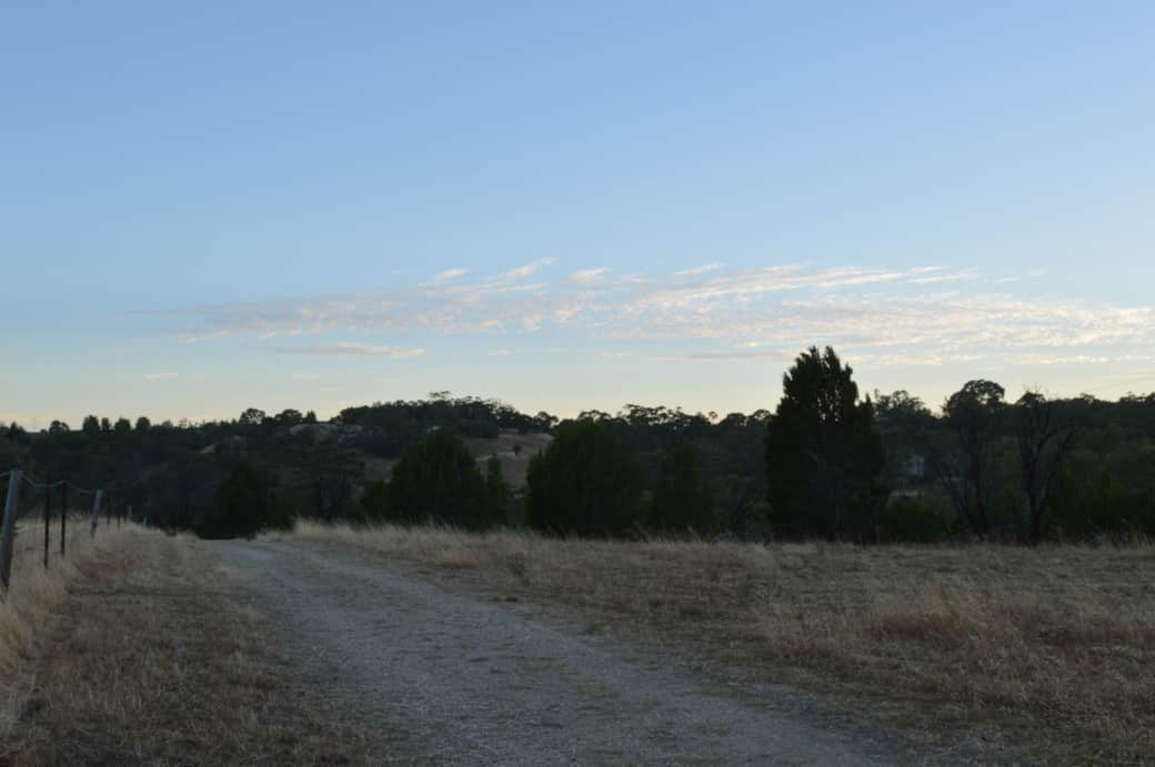 Altona Forest Reserve walking track