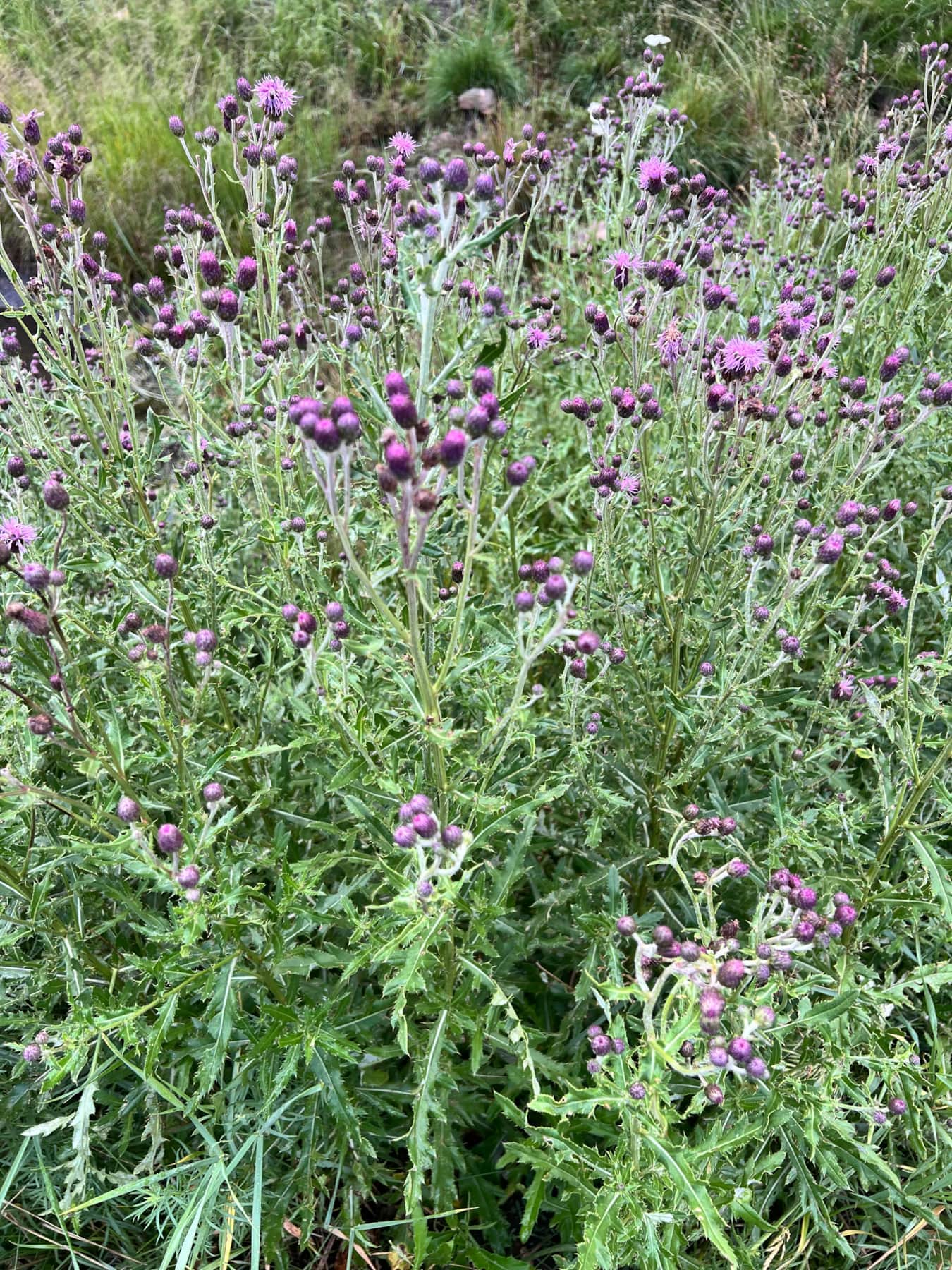 IMG_6298.jpeg