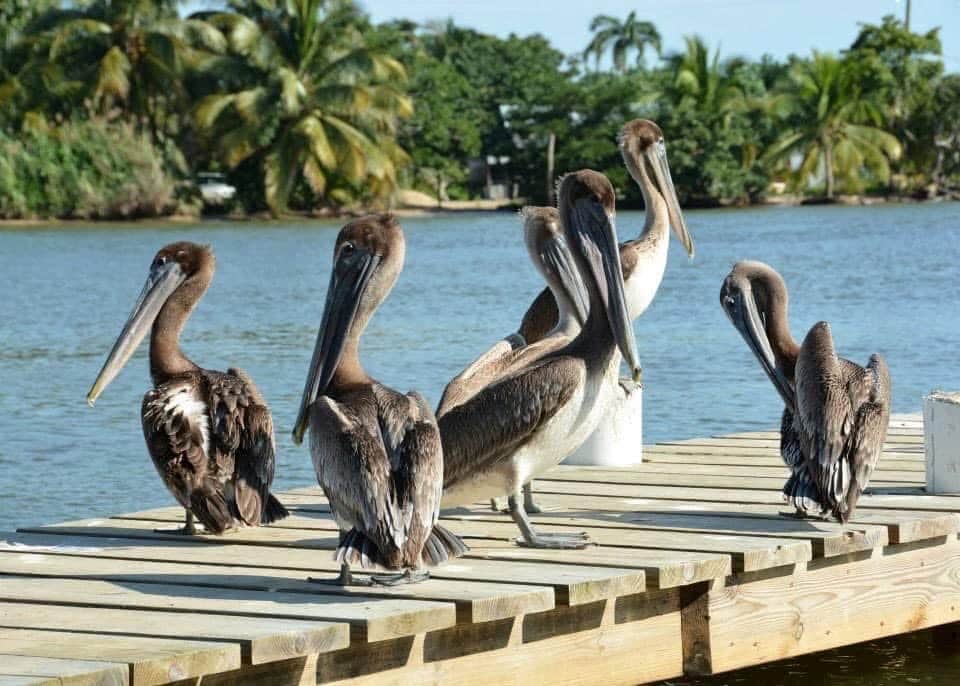 Pelicans Pelicans