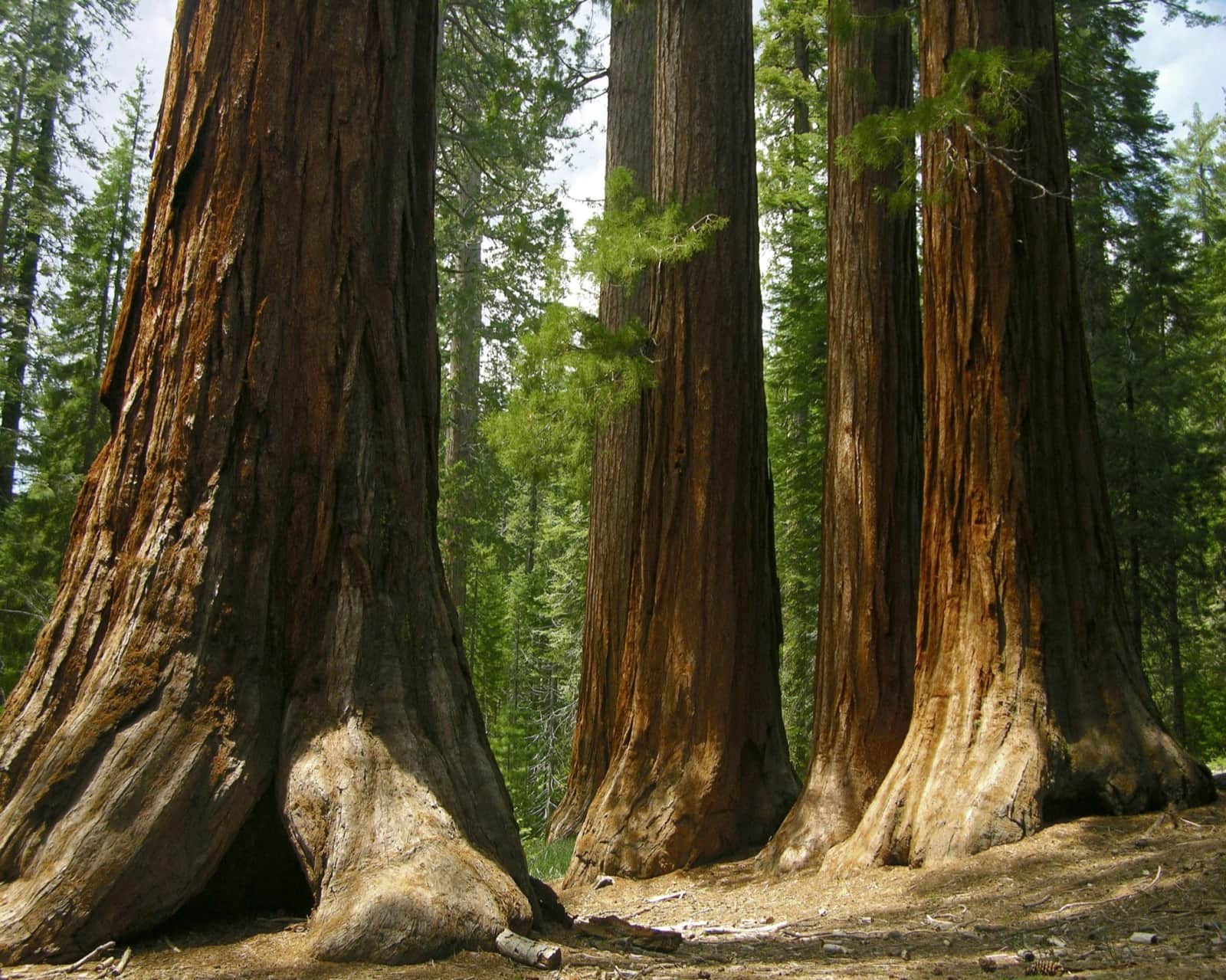 Giant sequoia trees rising above the forest in Mariposa Grove near Yosemite
