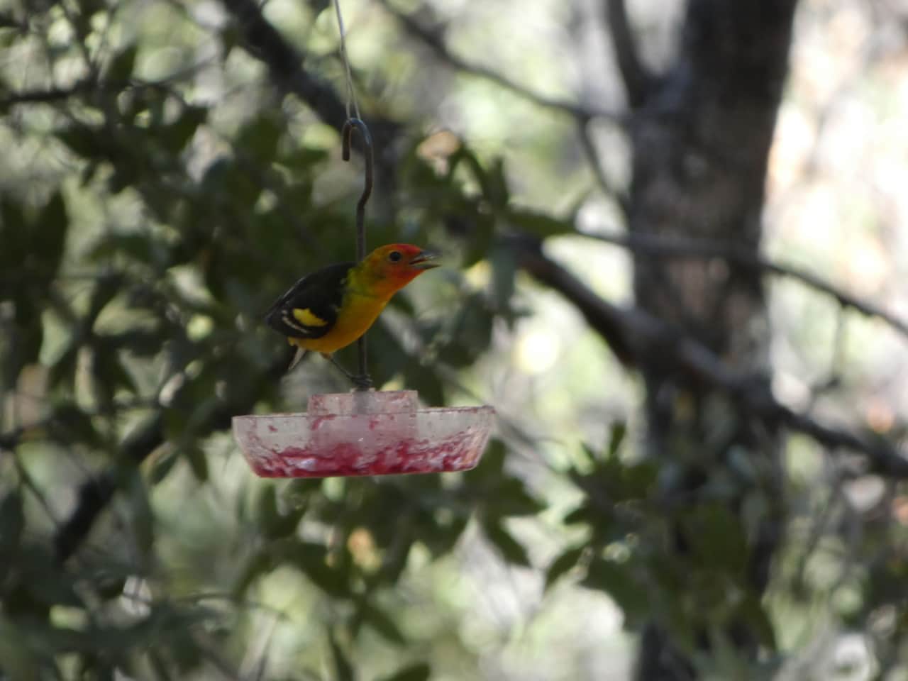 Western Tanager having some grape jelly.