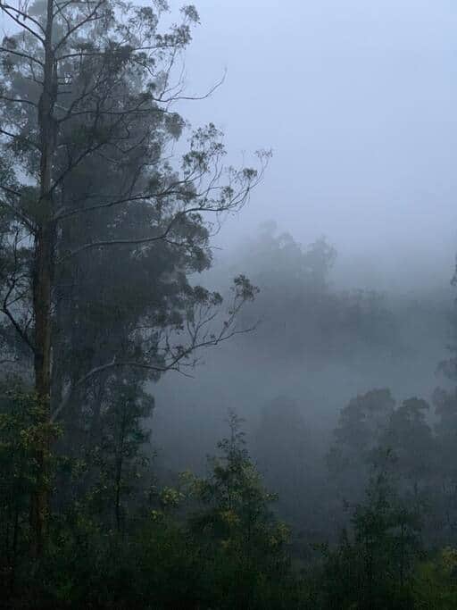Misty mornings