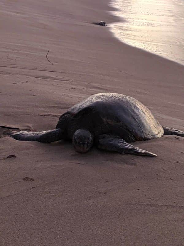 Honu Honu