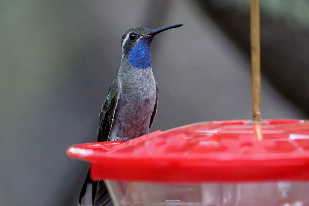 Blue Throated Mountain Gem Hummingbird