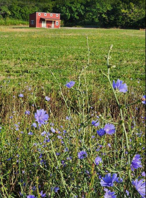 View from Meadow