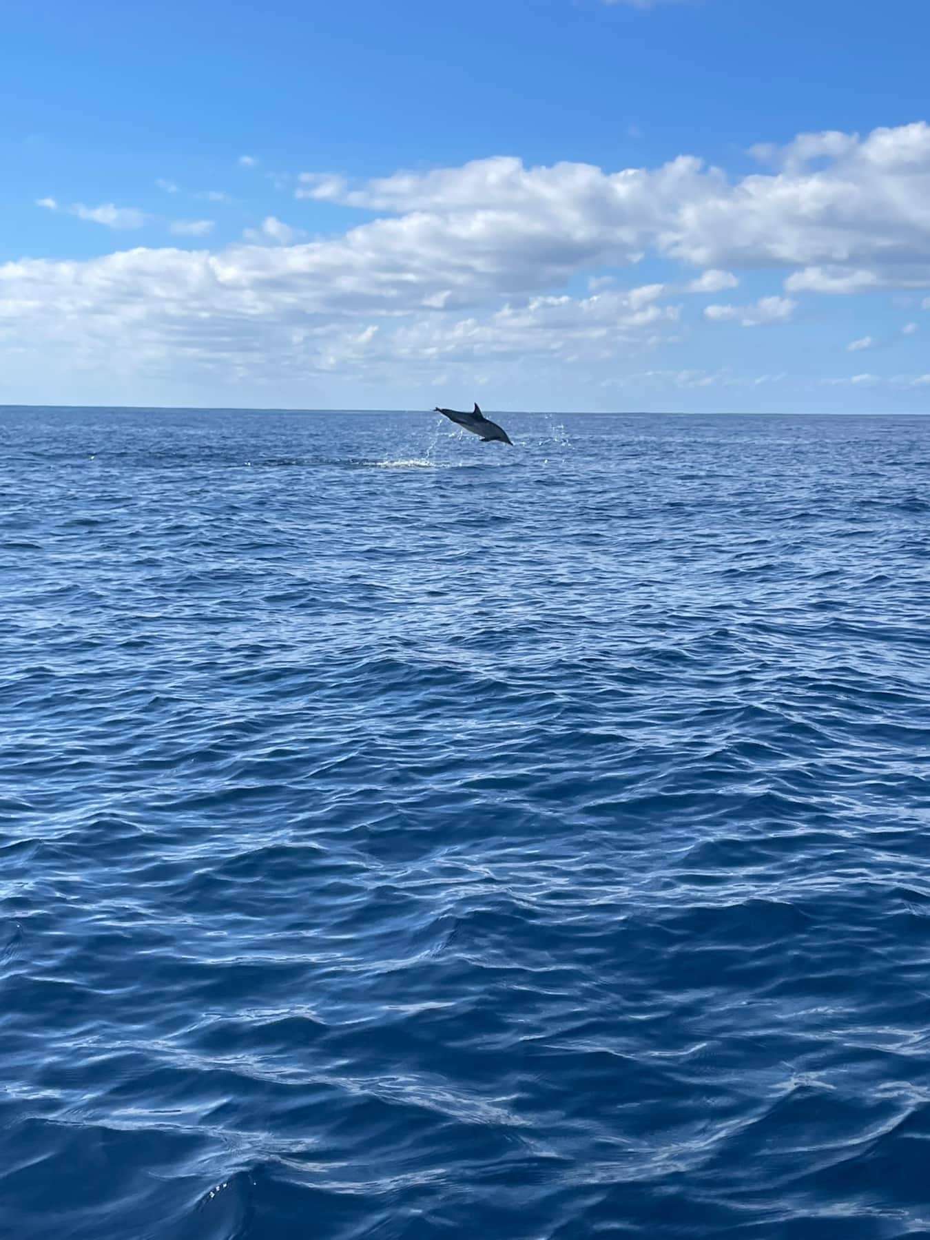 Walvissen en dolfijnen spotten vanuit Calheta