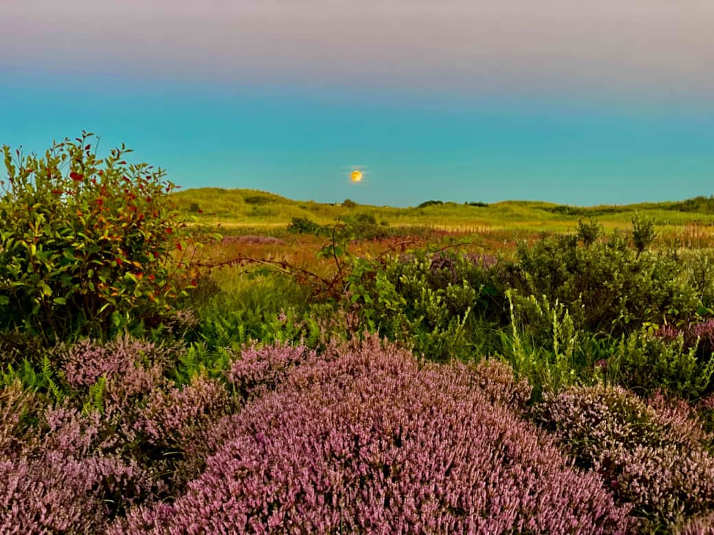 Heide in bloei