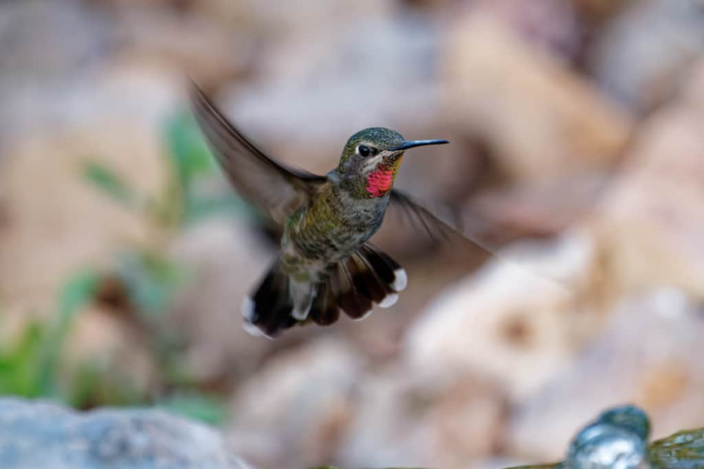 Broad Tailed Hummingbird