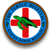 Learn about endangered turtles at the Sea Turtle Hospital