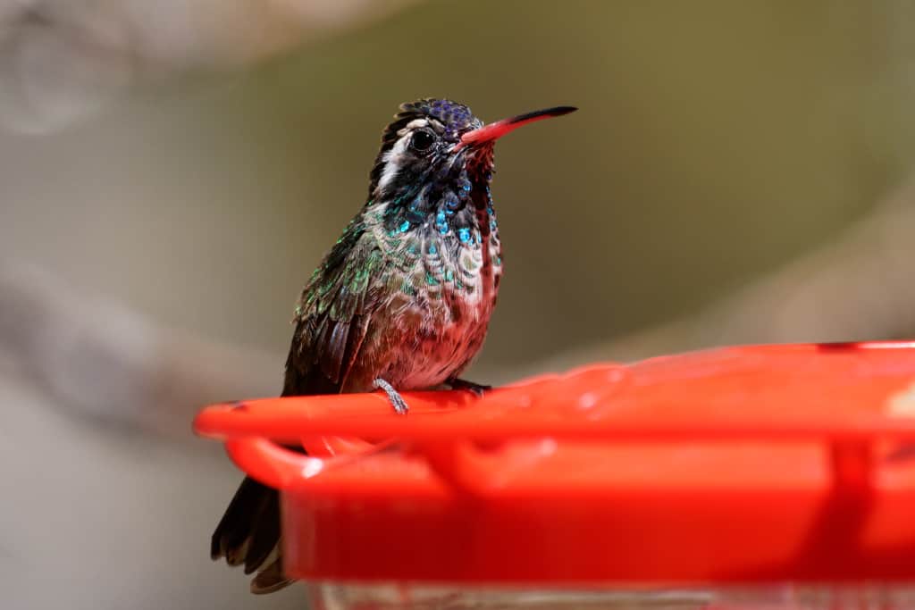 White Eared Hummingbird.  Southern Arizona has more hummingbirds than anywhere else in North America and is known as the hummingbird capitol of the nation.