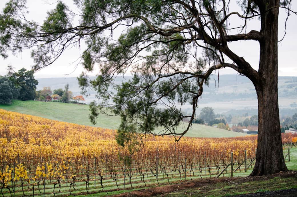 Peaceful vineyard setting, but still still so close to the city (just 10 minutes from Launceston)