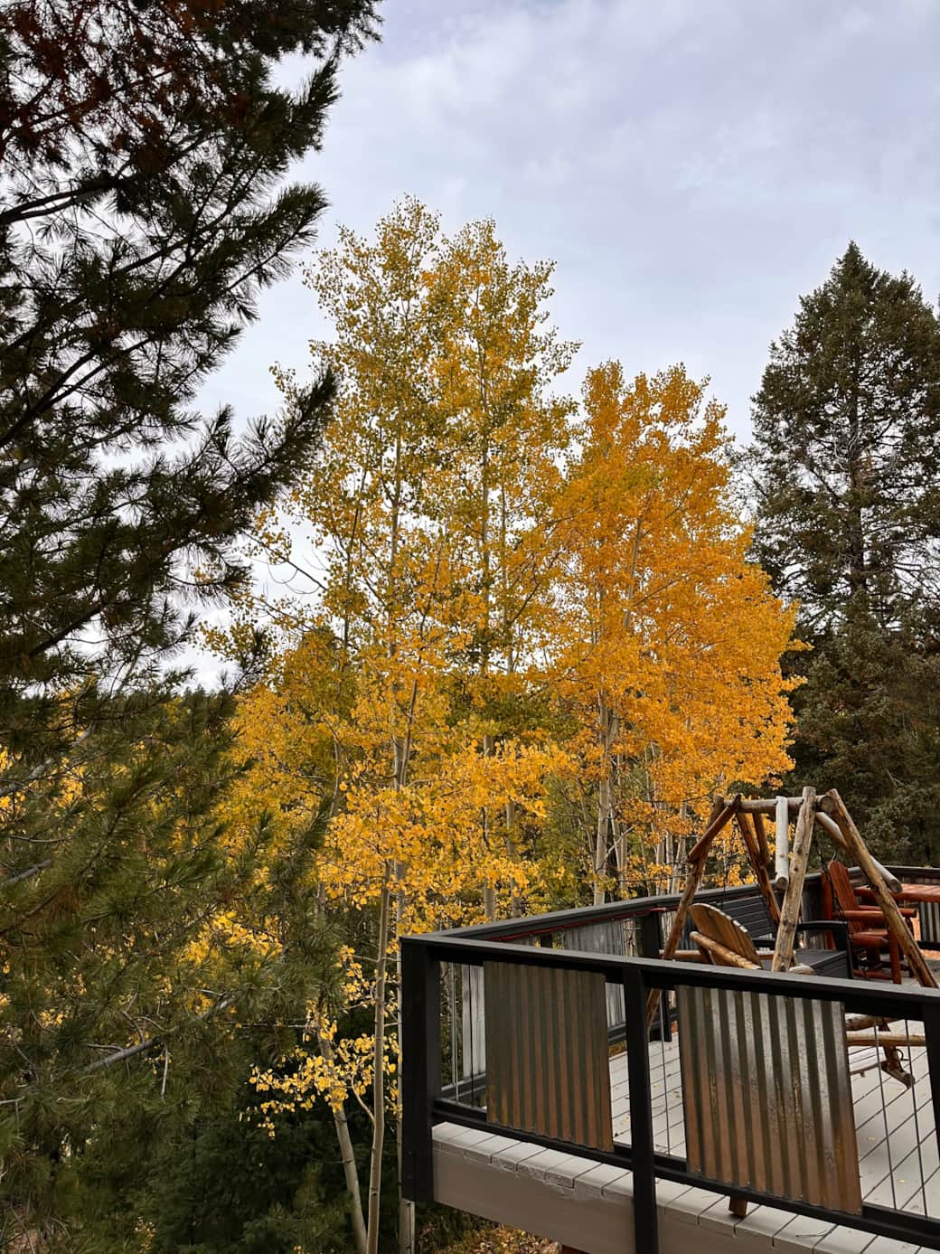 Autumn Aspens off the deck